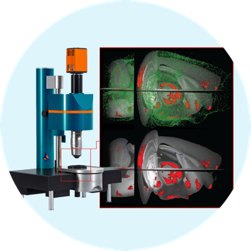 Whole-brain imaging